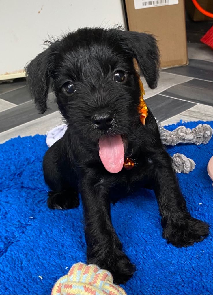 KC Reg Mini Schnauzer Pups