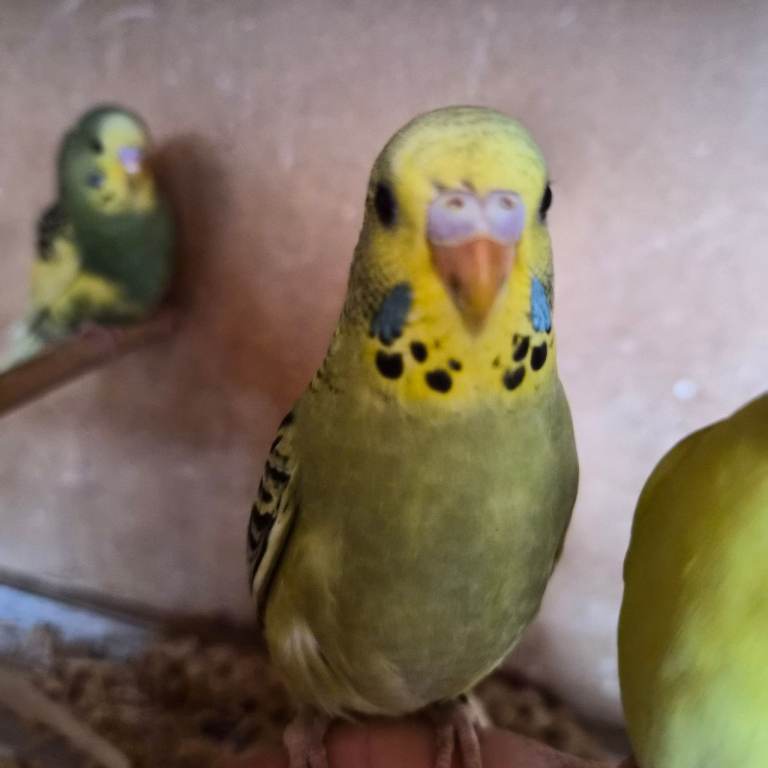 Baby budgies, 