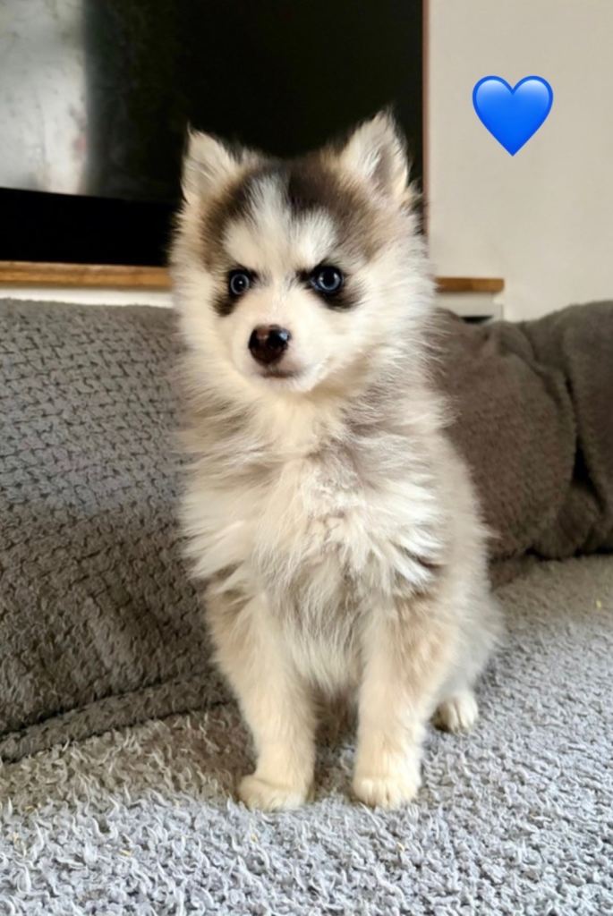 F3 pomsky puppies (Mini husky)