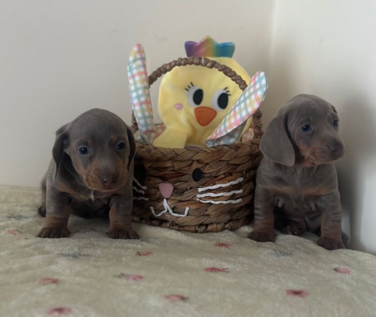 Stunning dachshund puppies 
