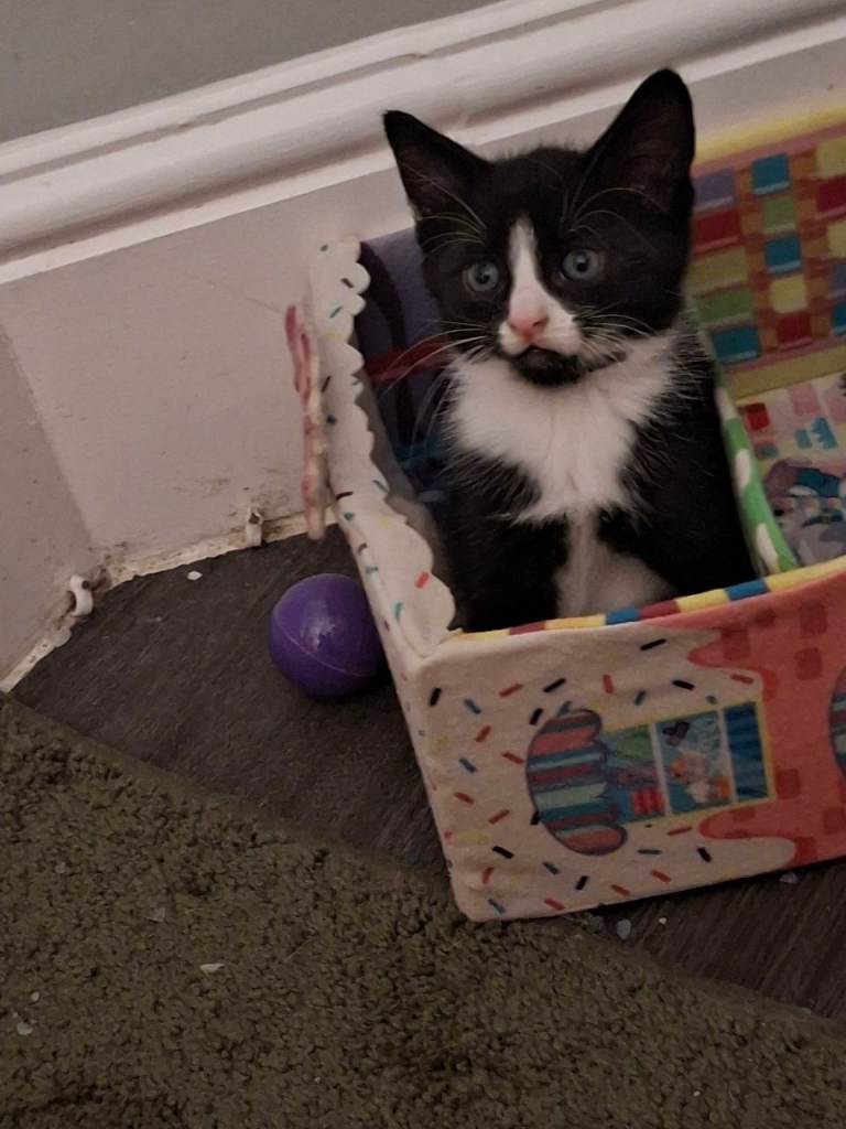 Last kitten