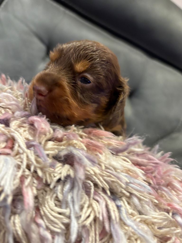 Kc registered long haired miniature dachshund ❌ JUST TWO LEFT NOW❌ 