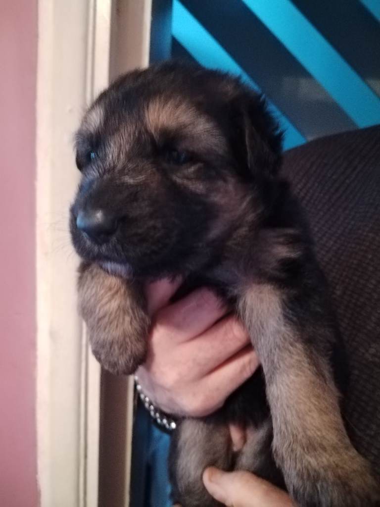 German shepherds puppies 