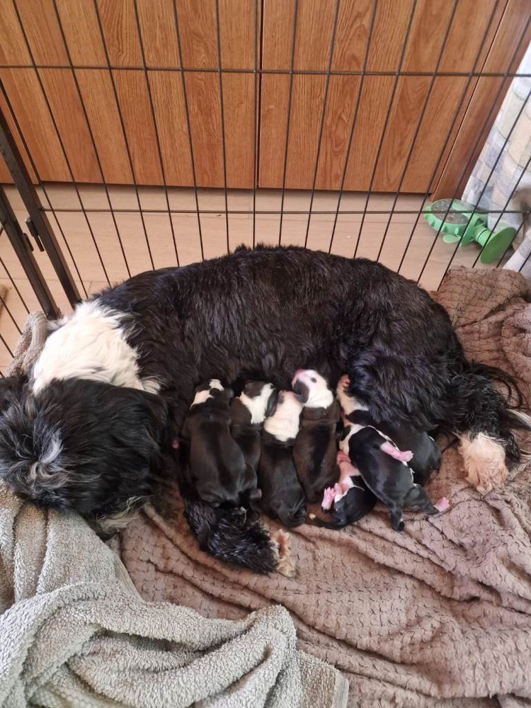 Tebetian Terrier puppies 