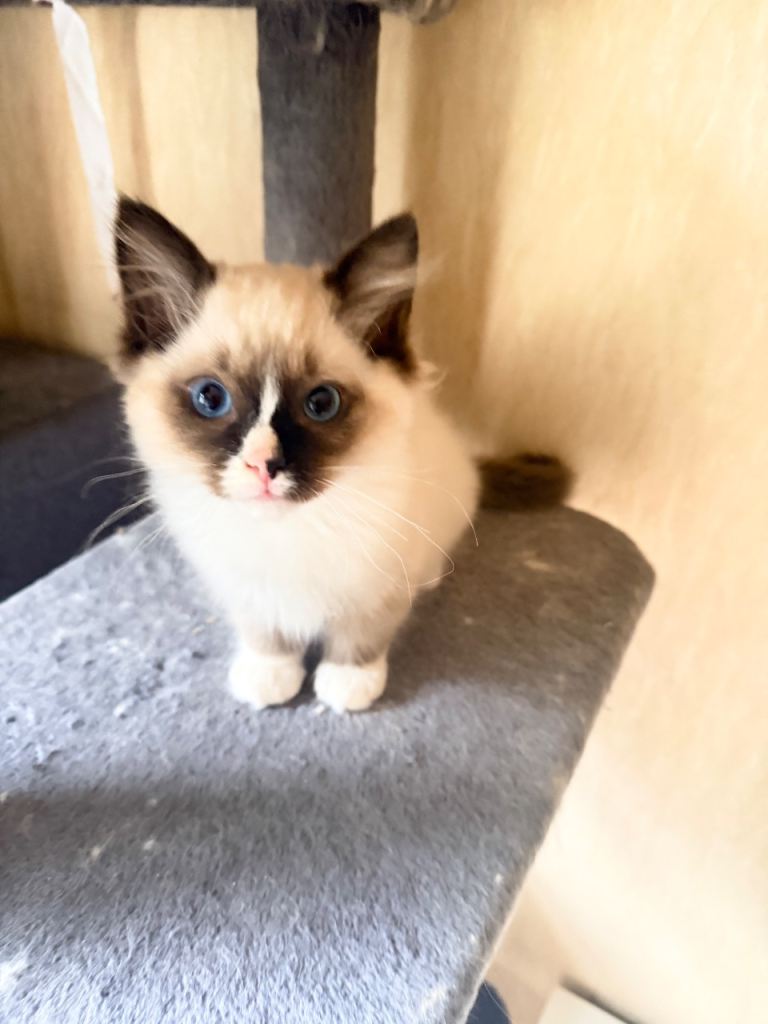Ragdoll kittens for sale (2months old)