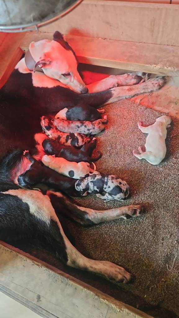 Lurcher pups 