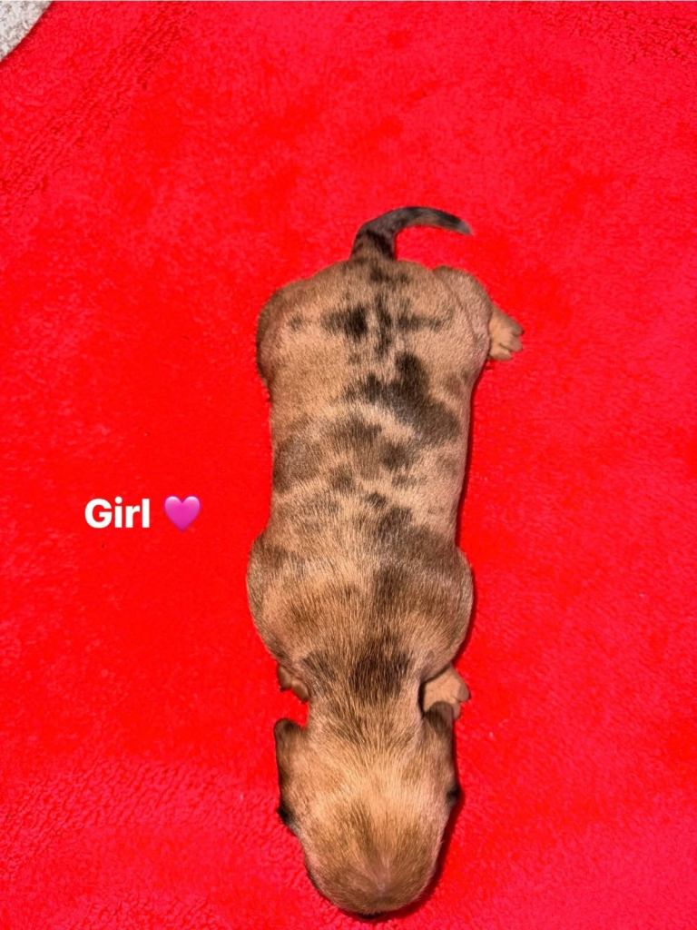 Miniature dachshund puppies for sale 