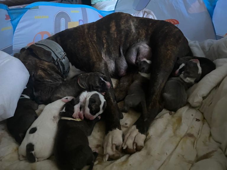 Beautiful Scott American Bulldog x Staffy