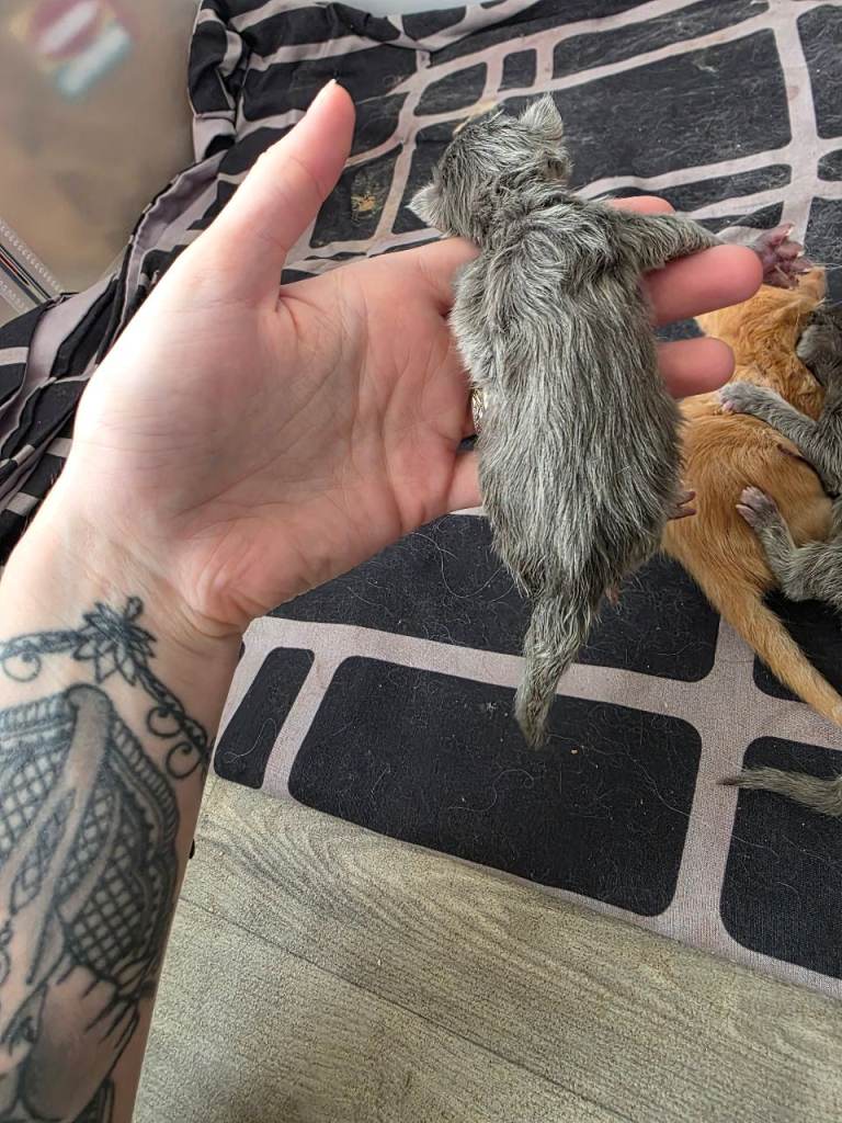 Mainecoon kittens😸