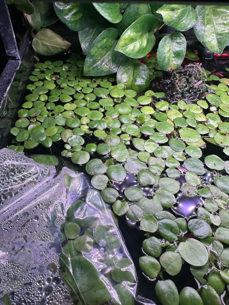 Aquarium Floating Plants