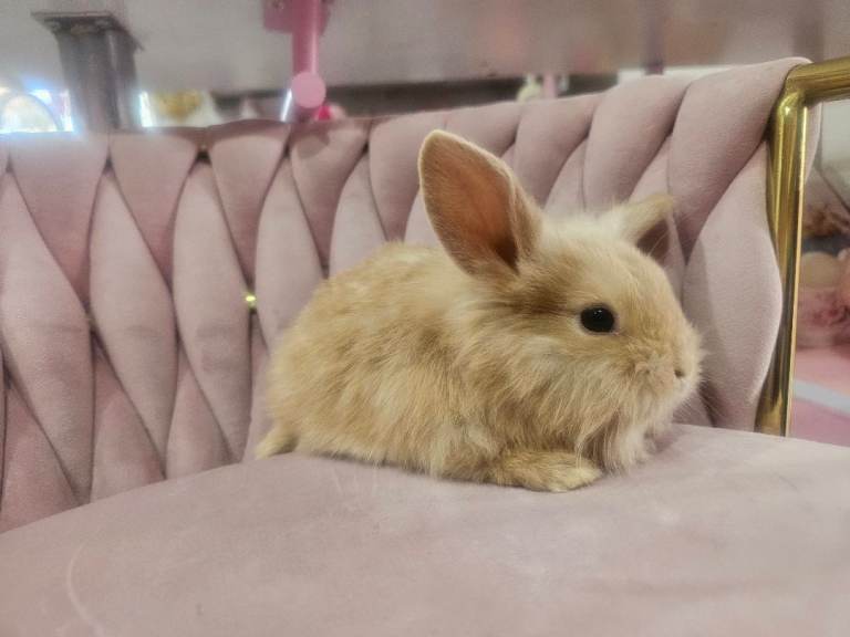 Lionhead miny loop