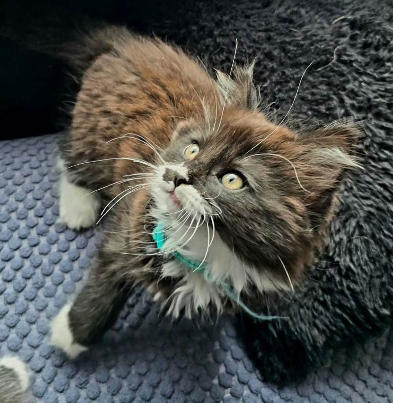 10 weeks old / boy / looking for loving home