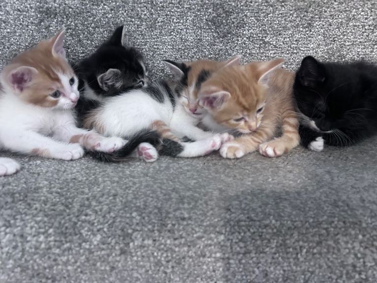 Kittens 1/2 Maine coon ready to leave 