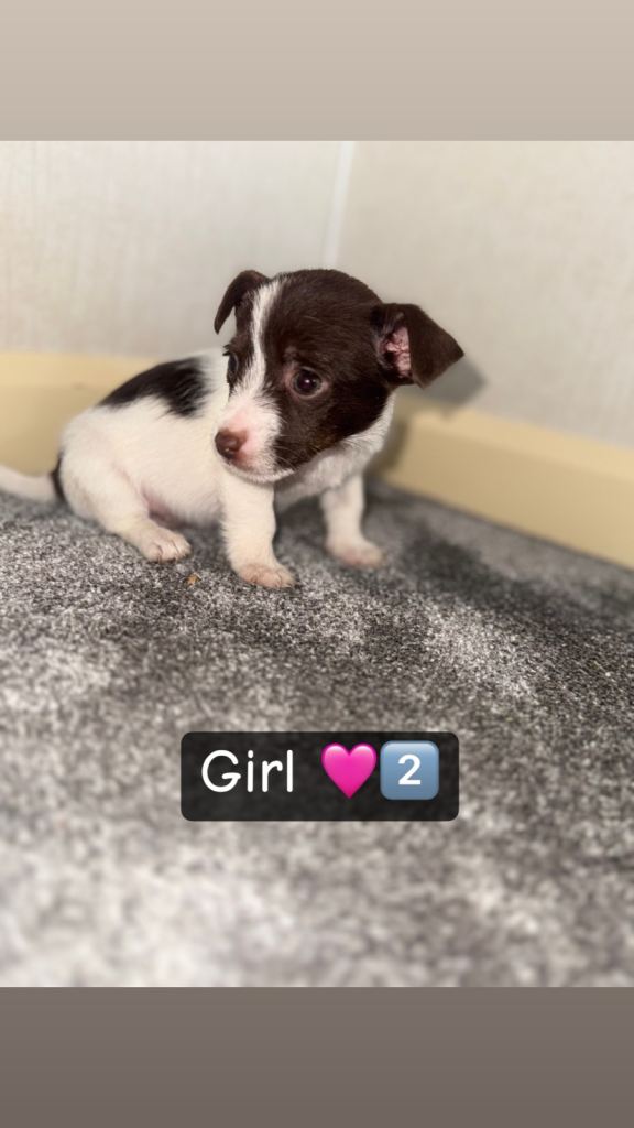 Jack Russell puppies 🏡 🩷🩵