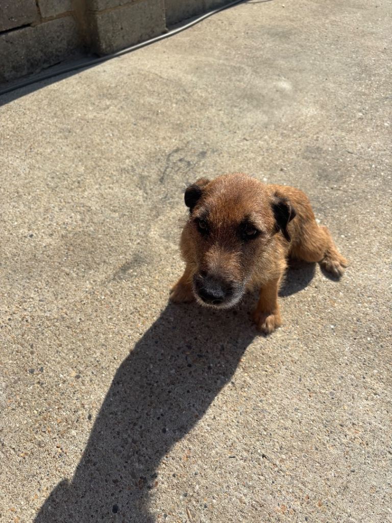 8 beautiful Border Terrier X Lakeland 
