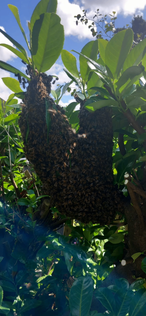 Bee swarm collection 
