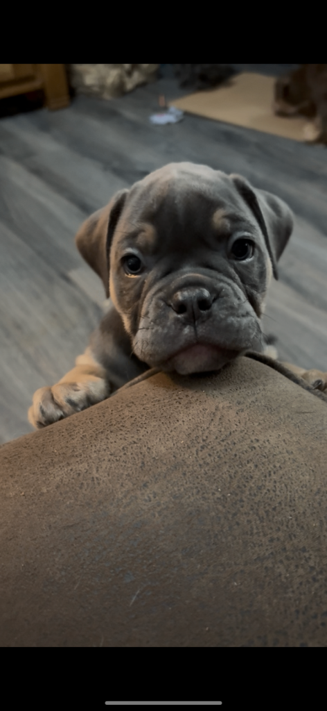 Olde English Bulldogge Puppies For Sale (4 x Girls Available)
