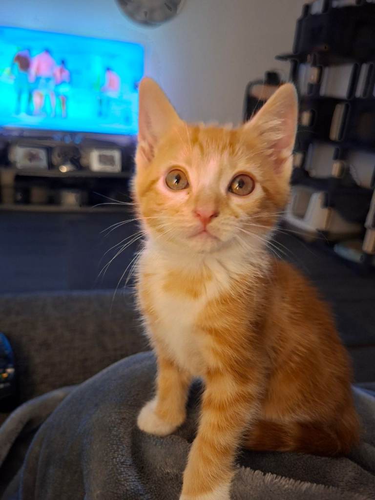 Female ginger kitten