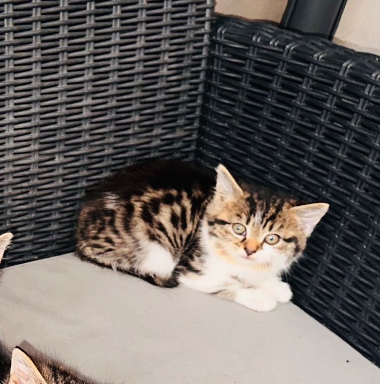 🐱 2 Lovely Kittens 1 male and 1 female Looking for Their Forever Homes 🏡❤️