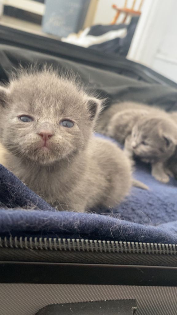 British Shorthair Kittens