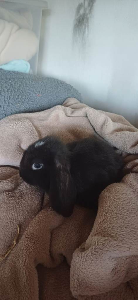 Mixed litter of rabbits 