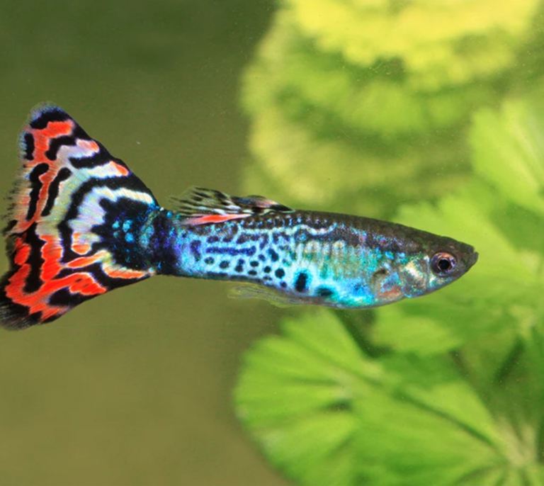 Guppy