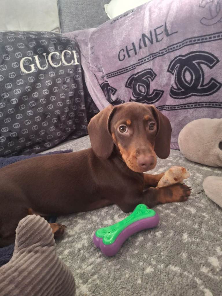 Miniature Dashund puppy