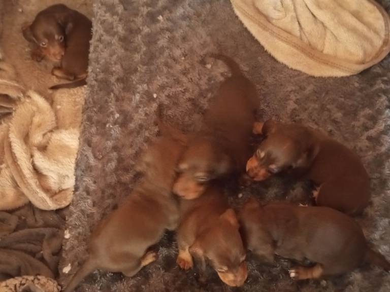 Adorable dachshund puppies for sale 