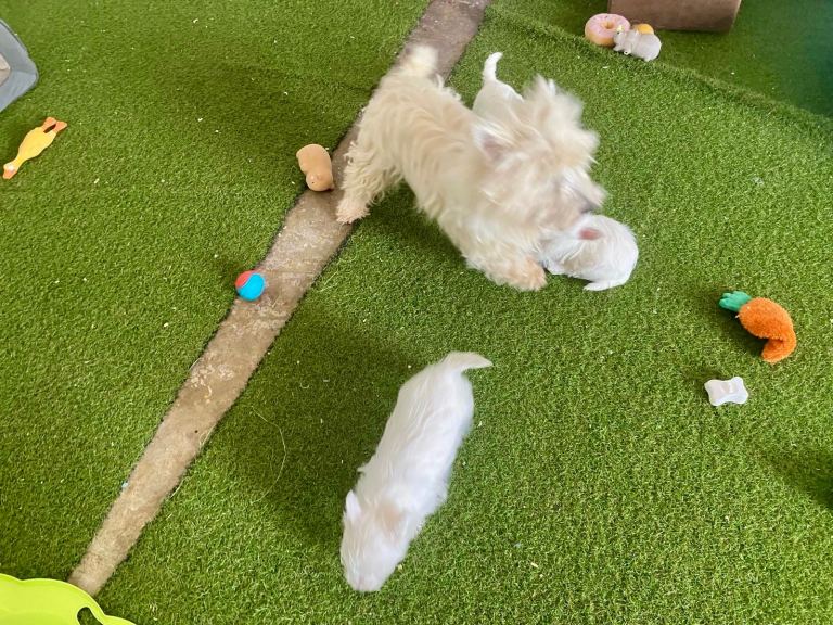 West HighLand Terrier Kc Reg