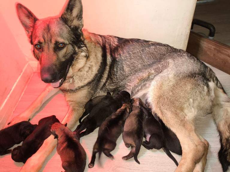 German shepherd puppies 