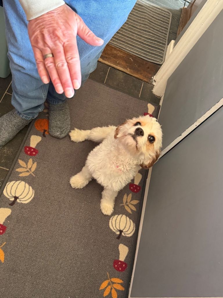 Cavapoo 11months