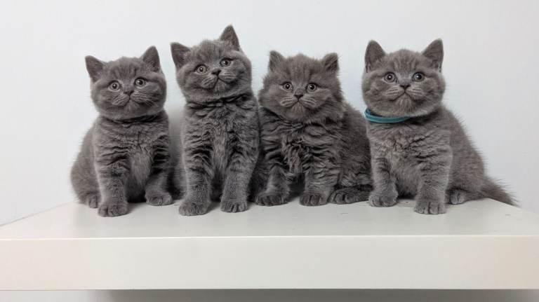 Beautiful British Shorthair/Longhair Kittens