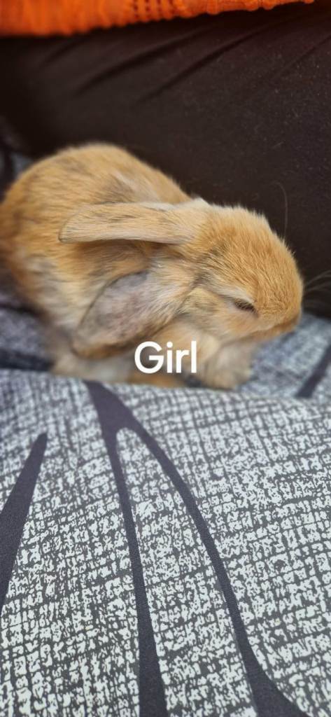 Mini lops rabbit for sale
