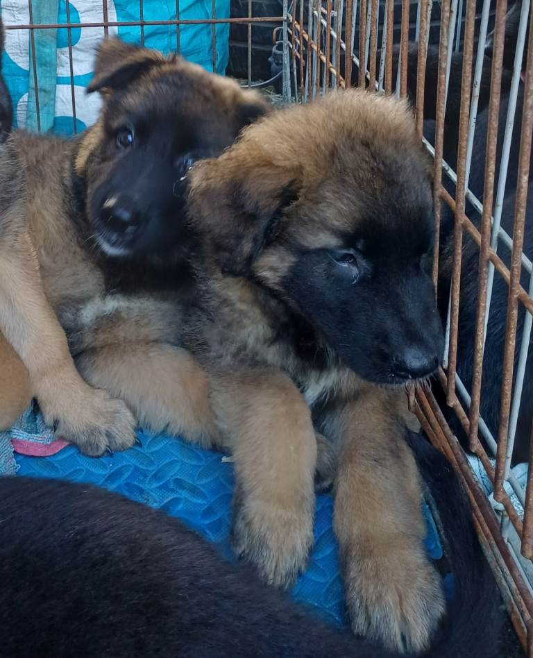German shepherd cross Malinois puppies 