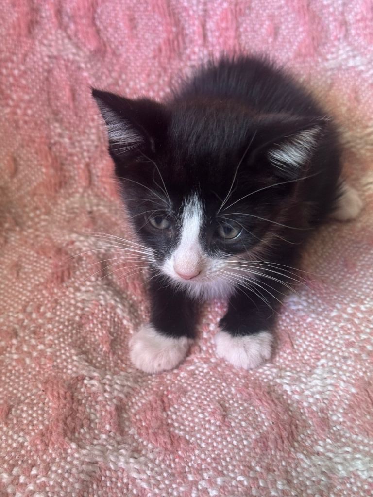 BLACK and WHITE KITTENS FOR SALE 