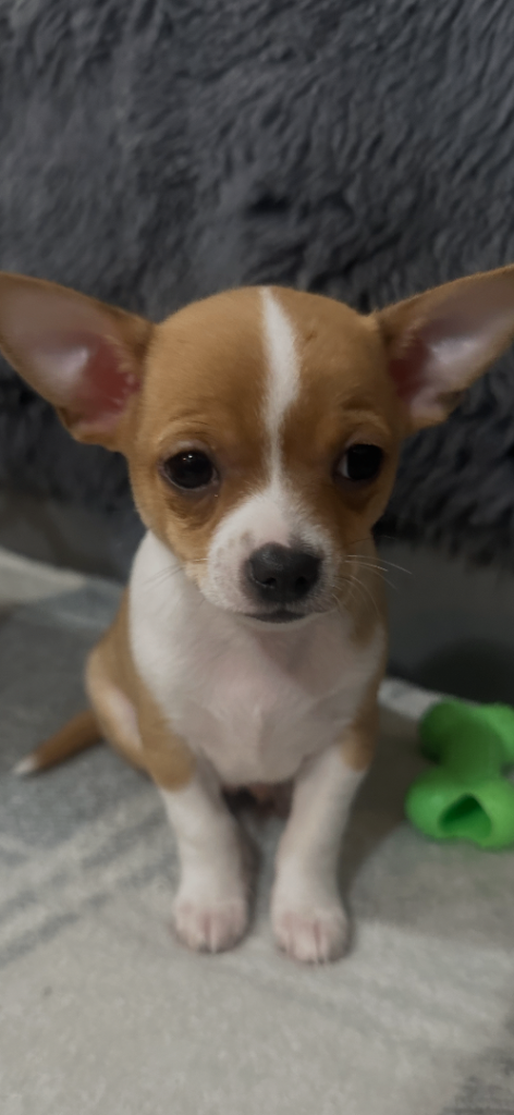 Chihuahua puppies for sale