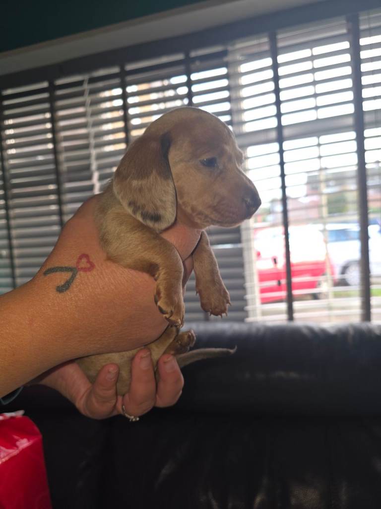 Dachshund puppies for sale