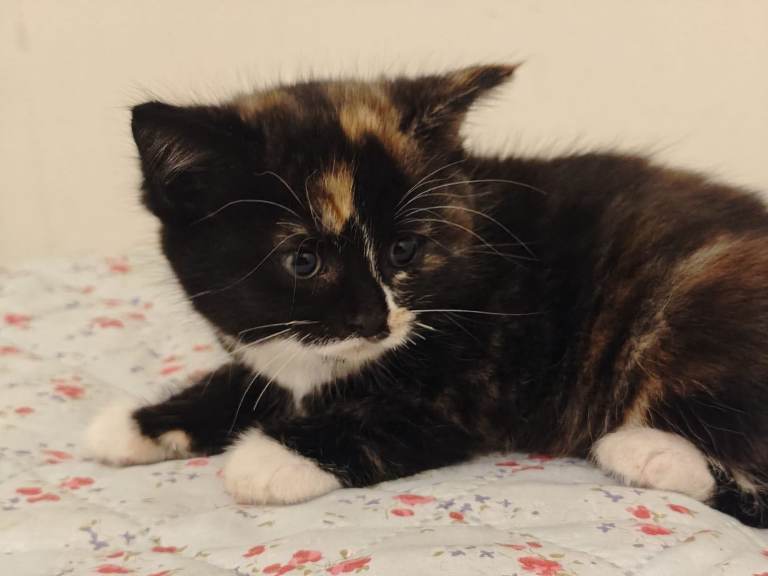 2 kittens, looking for a new home 
