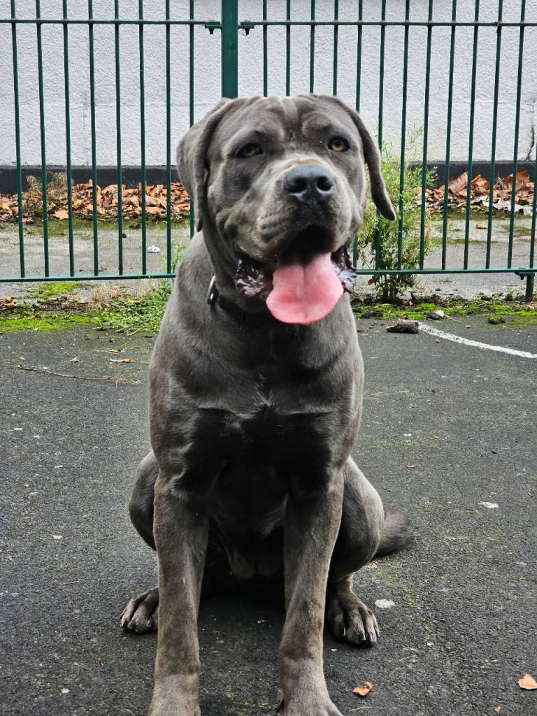 Pedigree cane corso female