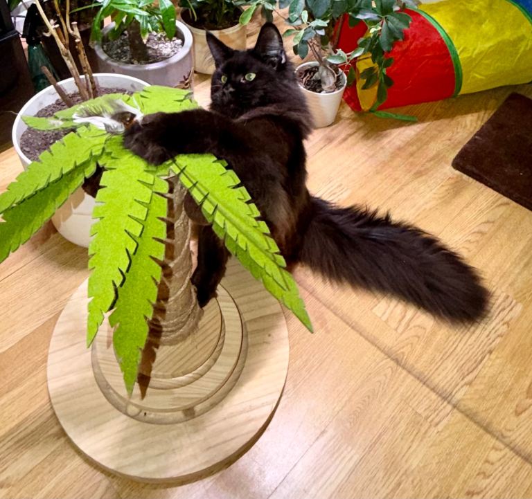 Gorgeous Black Smoke Purebred Maine Coon