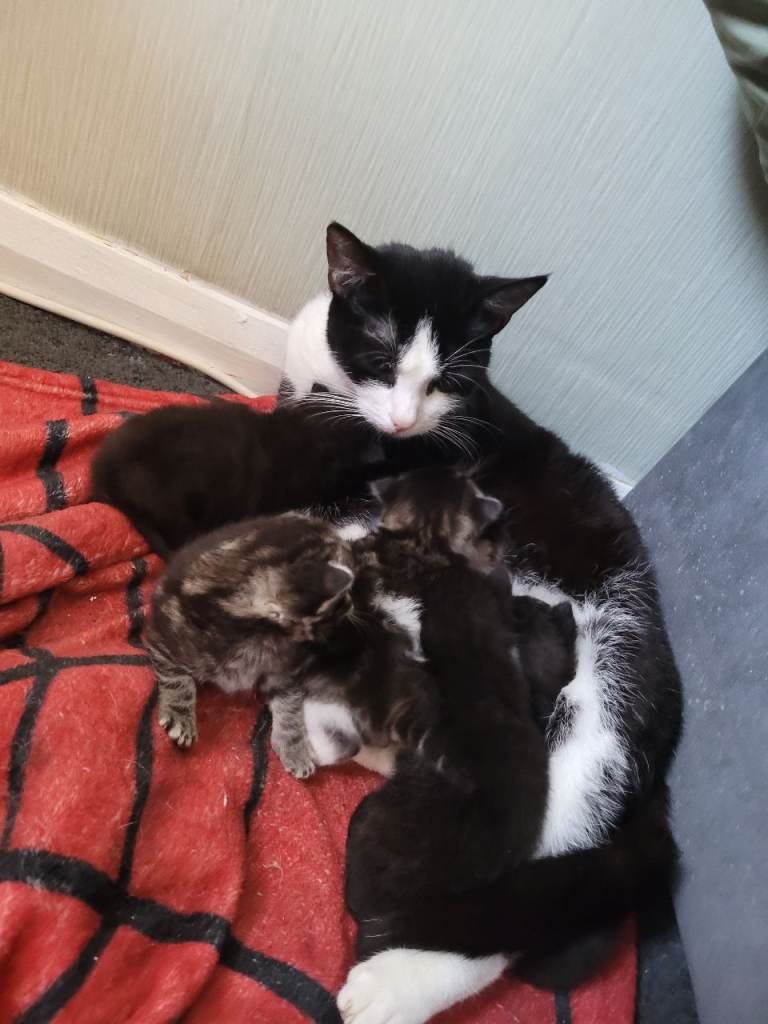 5 beautiful kittens for sale 3 boys 2x girls