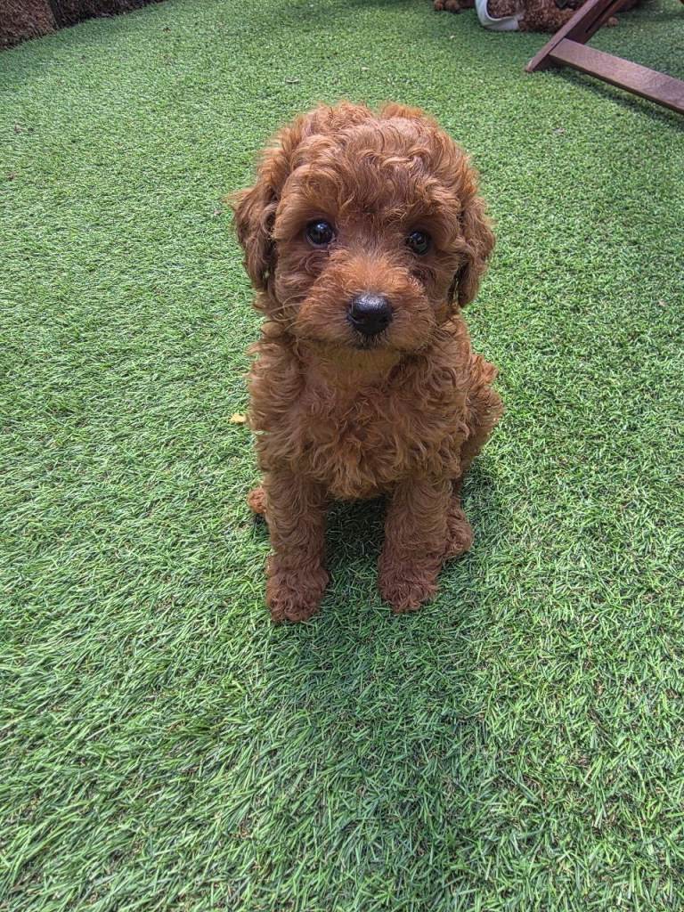 Toy poodle