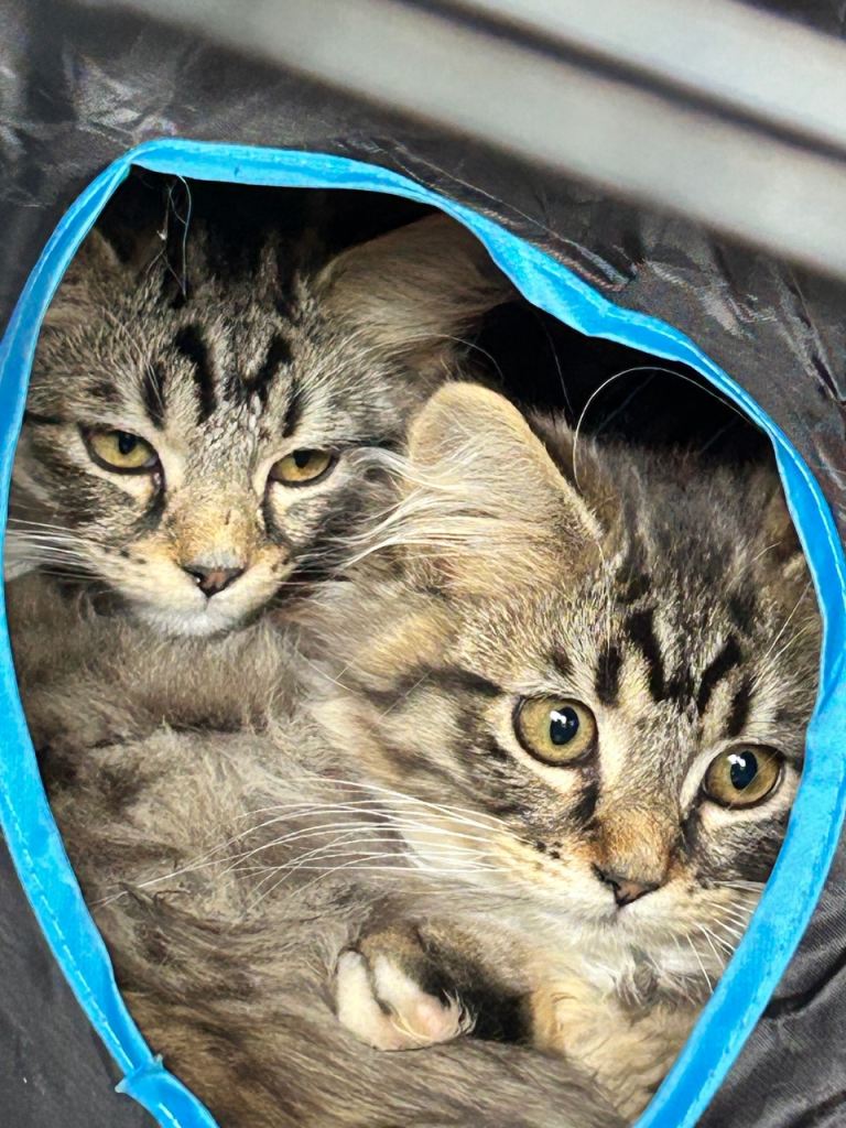 Maine Coon cross kittens