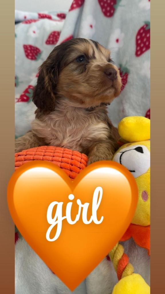 Original show cocker spaniel puppies