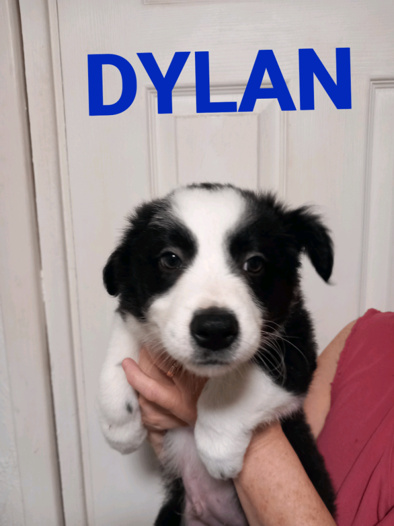 Pure border collies  £650 ONO 