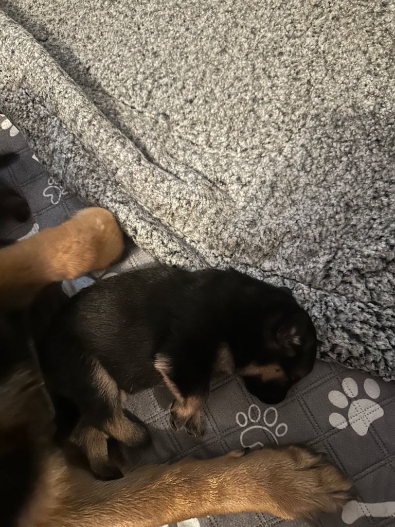 German shepherds puppies