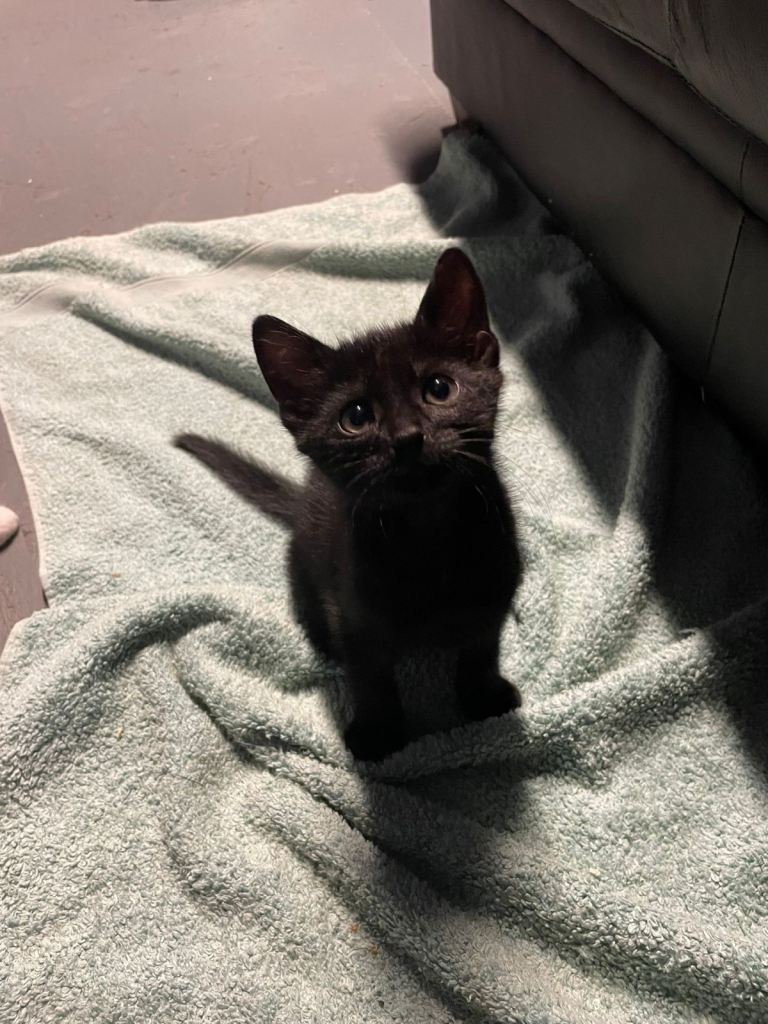 1 little kittens for sale 