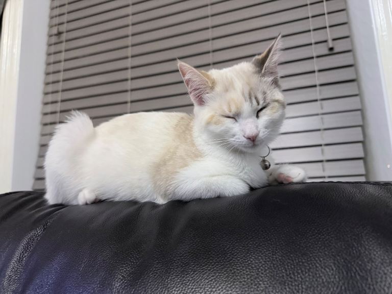 Sweet natured Ragdoll Kitten