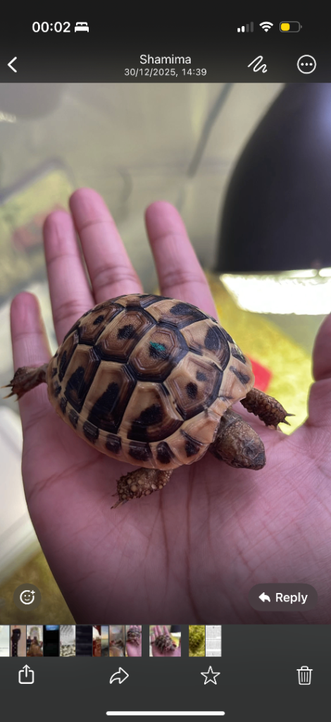 Tortoise Baby - with equipment and cage 