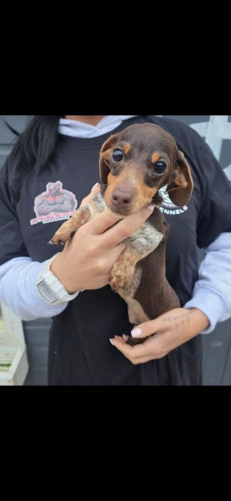 Mini dachshund puppy 